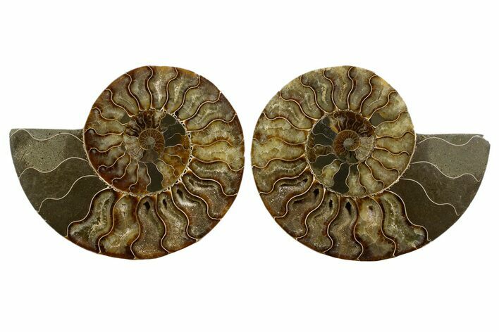 Cut & Polished, Agatized Ammonite Fossil - Madagascar #323407